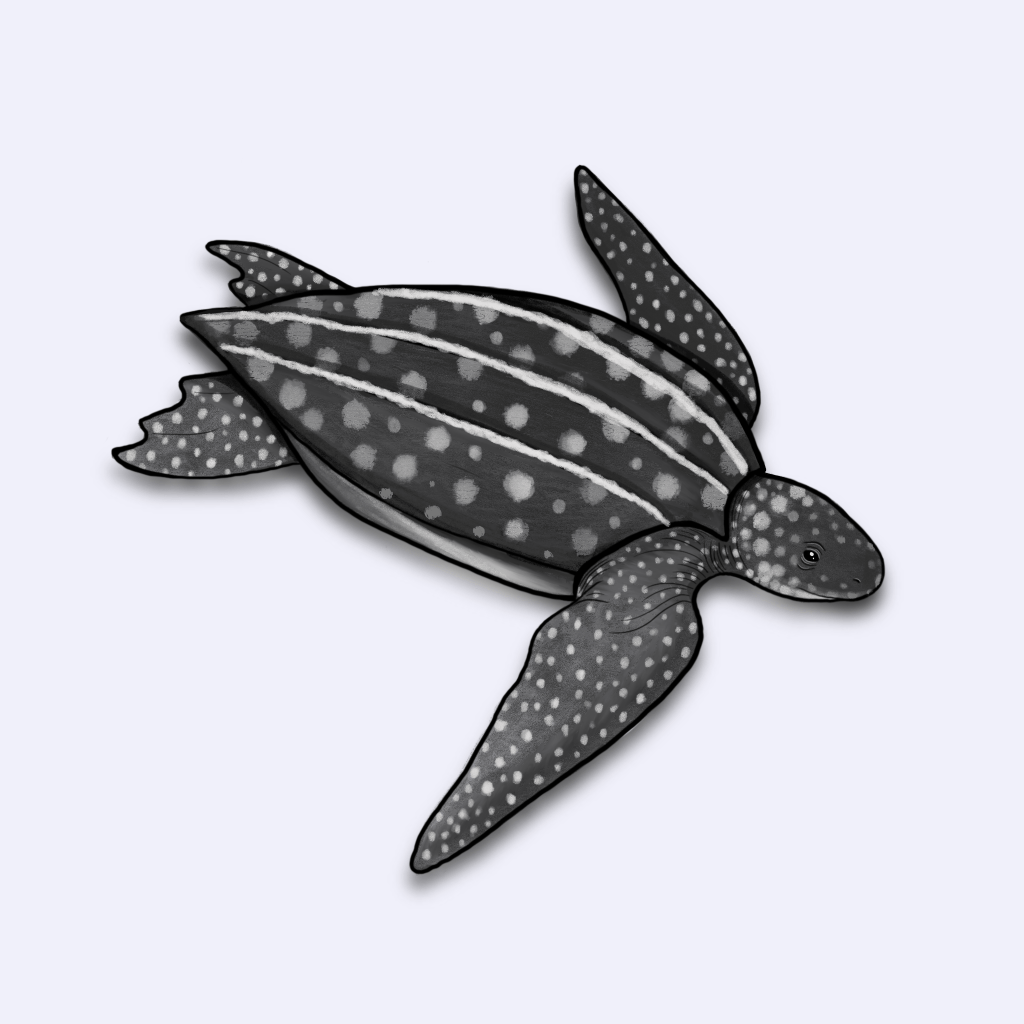 Ilustração da tartaruga-de-couro (Dermochelys coriacea)