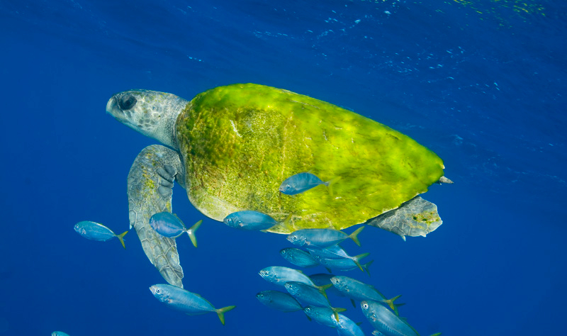 Tartaruga-oliva (Lepidochelys olivacea)