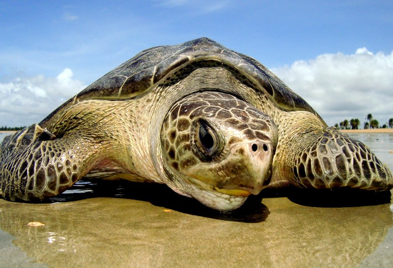 Tartaruga-oliva (Lepidochelys olivacea)