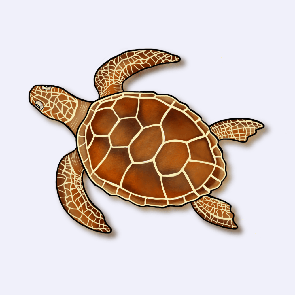 Ilustração da tartaruga-cabeçuda (Caretta caretta)