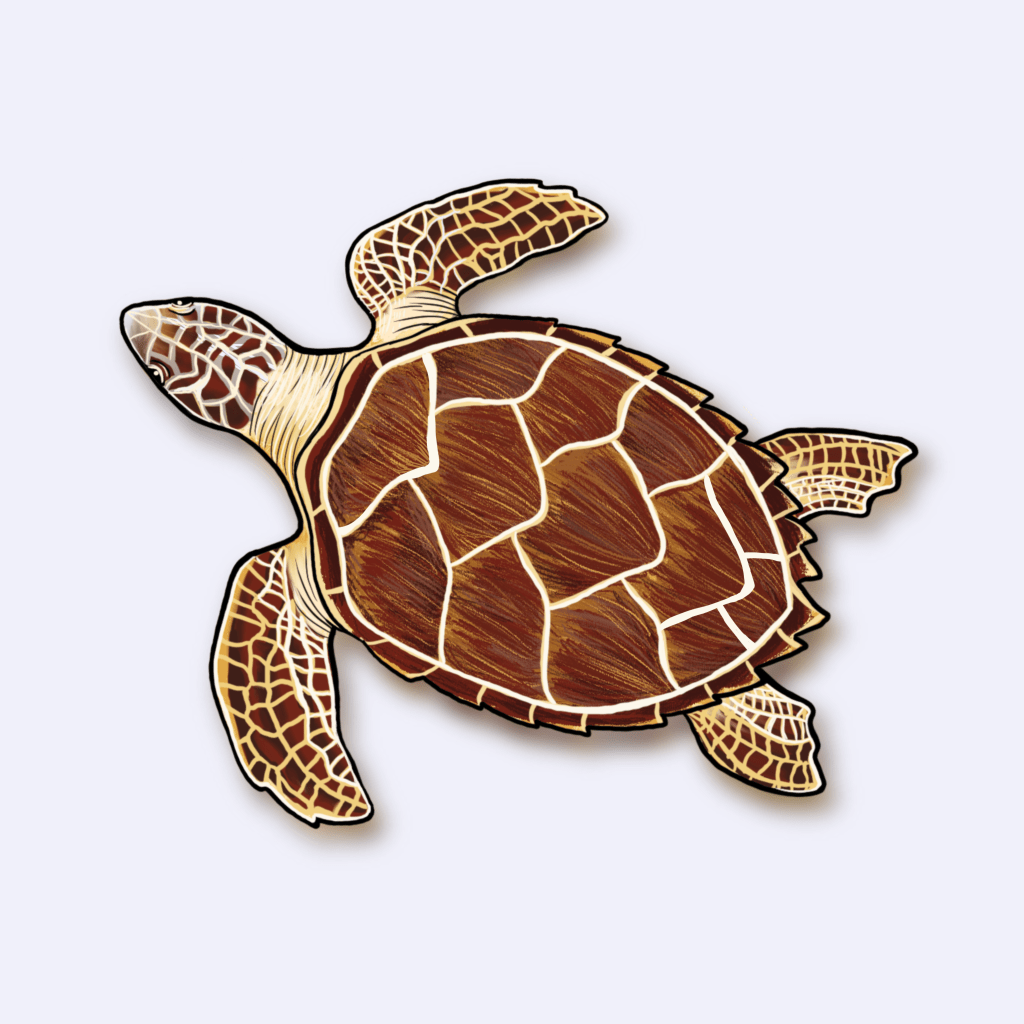 Ilustração da tartaruga-de-pente (Eretmochelys imbricata)