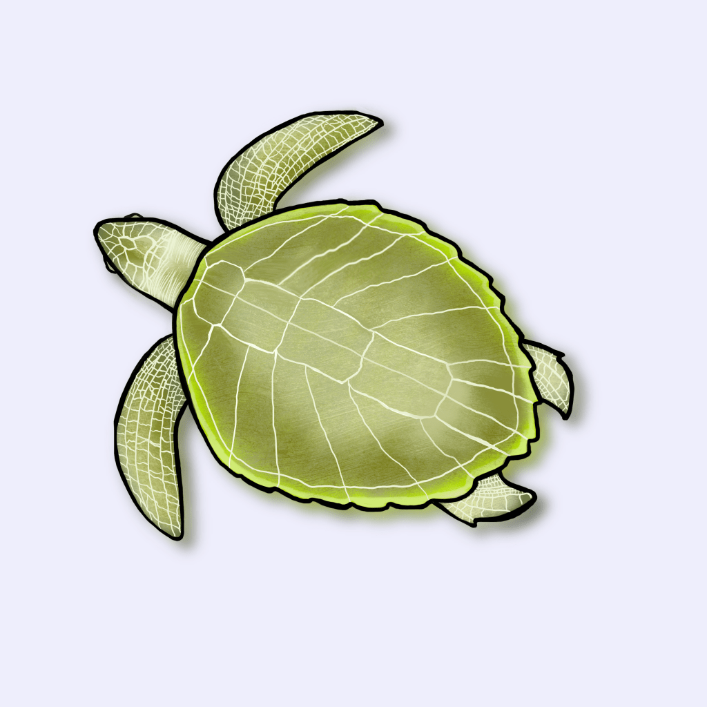 Ilustração da tartaruga-oliva (Lepidochelys olivacea)